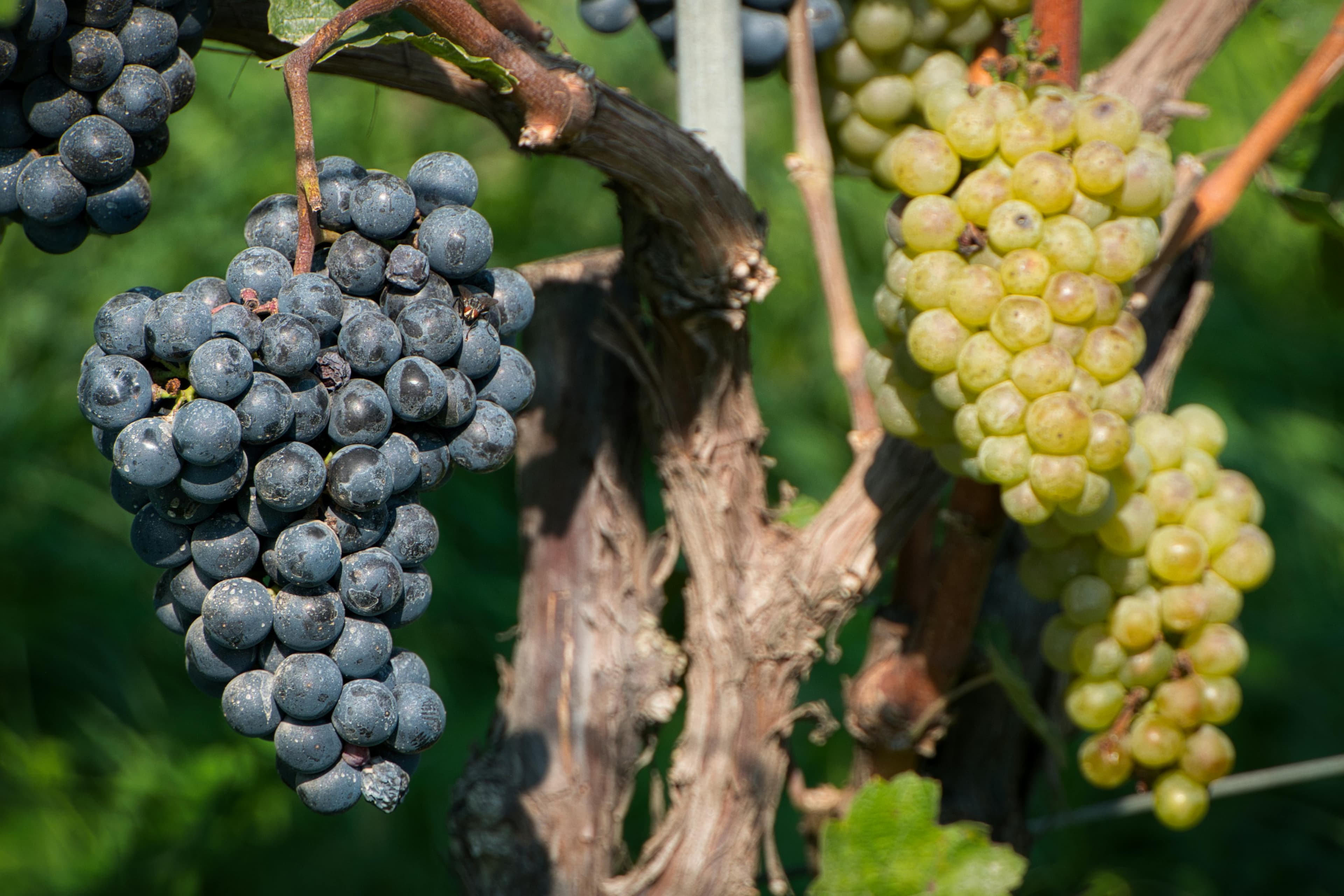 Vin nature